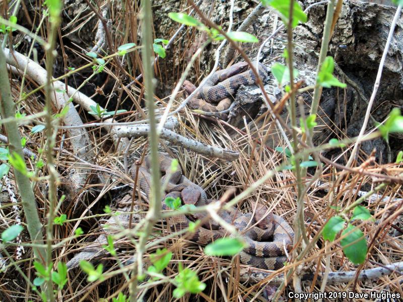 Eastern Cottonmouth (Agkistrodon piscivorus piscivorus)