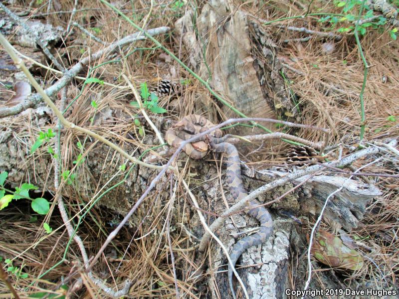 Eastern Cottonmouth (Agkistrodon piscivorus piscivorus)