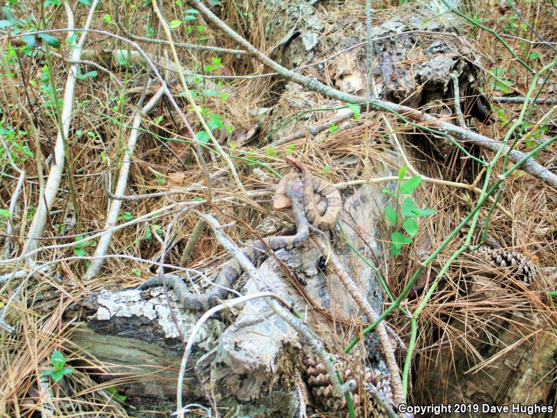 Eastern Cottonmouth (Agkistrodon piscivorus piscivorus)