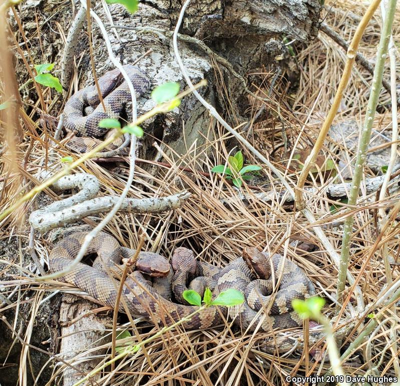 Eastern Cottonmouth (Agkistrodon piscivorus piscivorus)