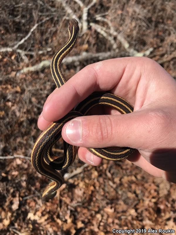 Eastern Ribbonsnake (Thamnophis sauritus sauritus)