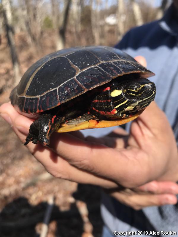 Eastern Painted Turtle (Chrysemys picta picta)