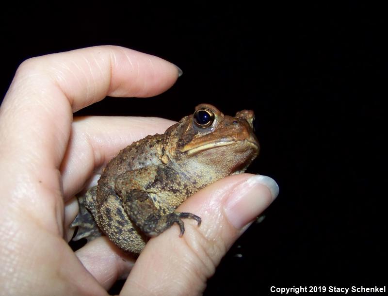 American Toad (Anaxyrus americanus)