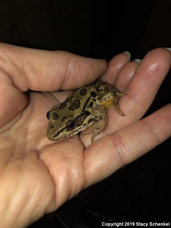 Pickerel Frog (Lithobates palustris)