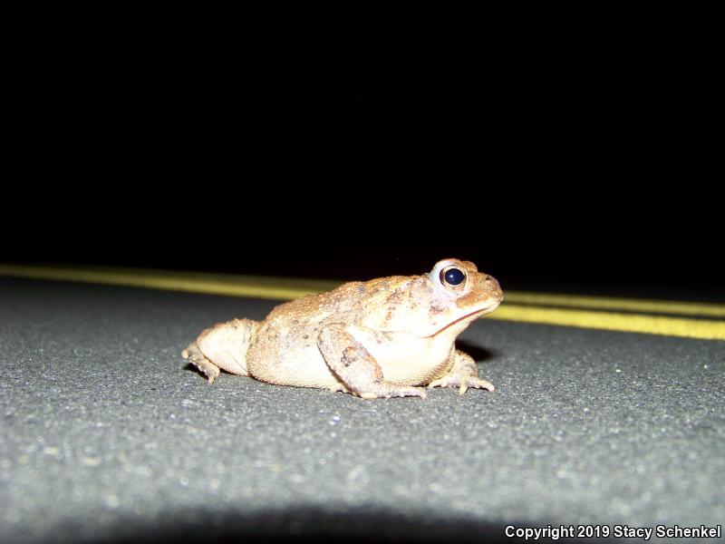 American Toad (Anaxyrus americanus)