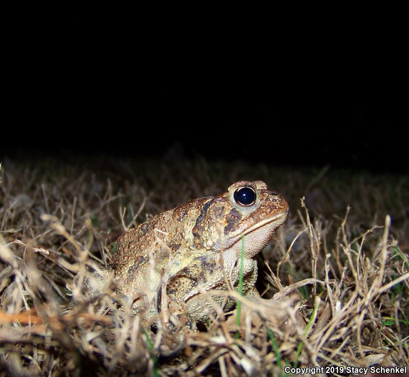 American Toad (Anaxyrus americanus)