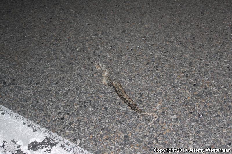 Great Basin Gopher Snake (Pituophis catenifer deserticola)