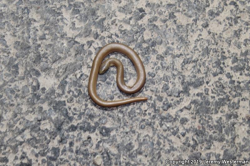 Northern Rubber Boa (Charina bottae)