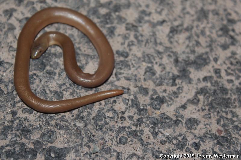 Northern Rubber Boa (Charina bottae)