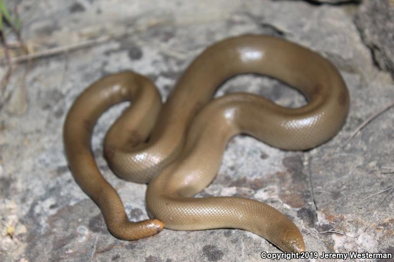 Northern Rubber Boa (Charina bottae)