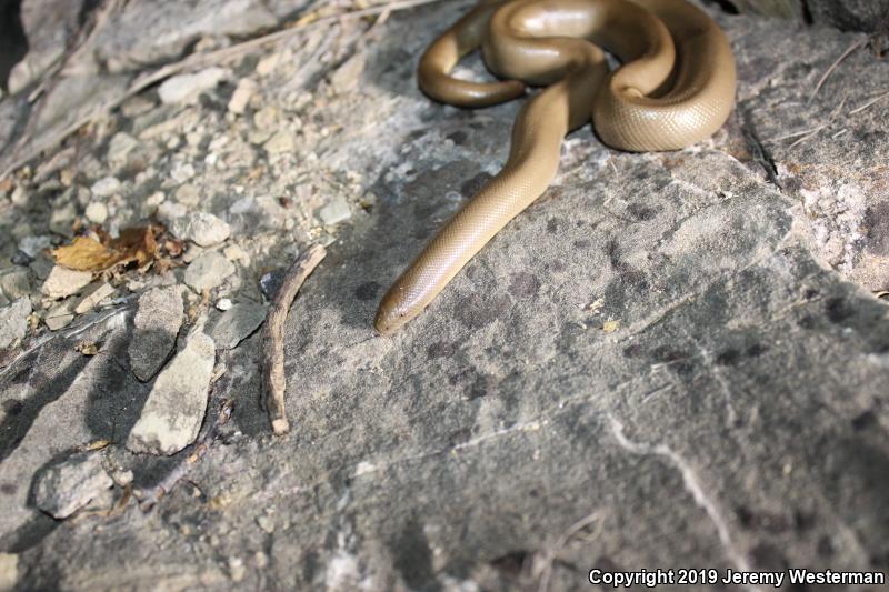 Northern Rubber Boa (Charina bottae)