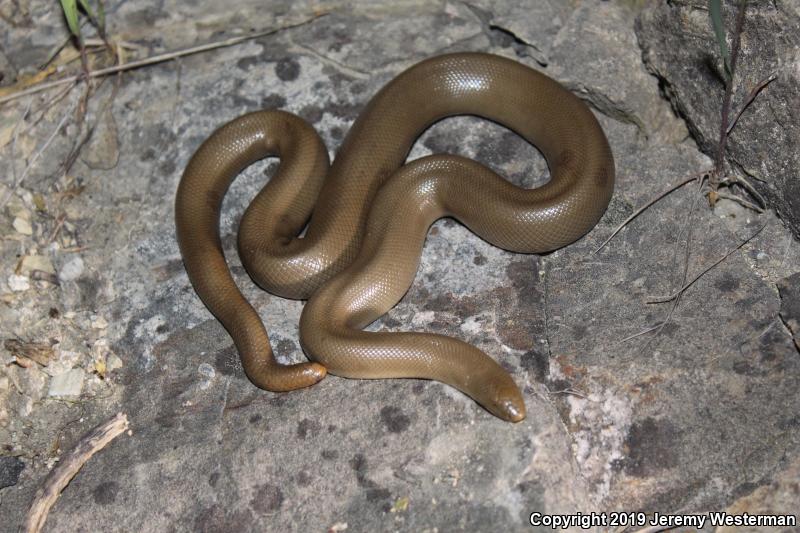 Northern Rubber Boa (Charina bottae)