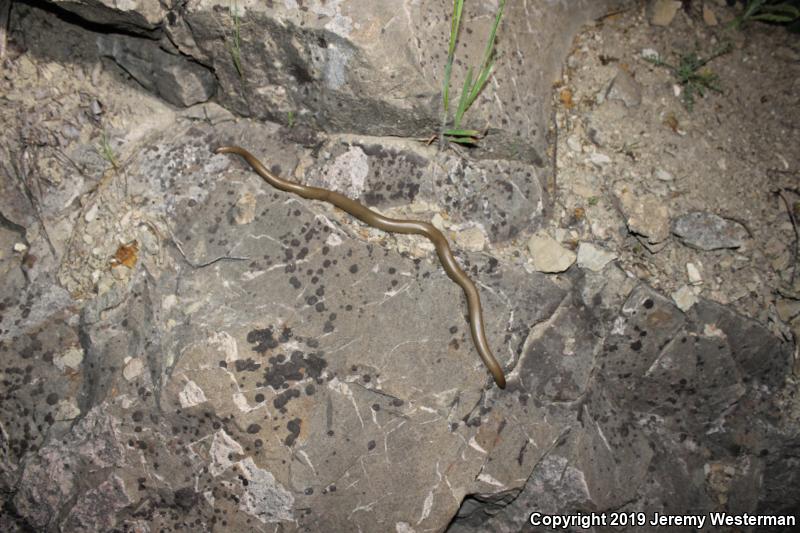 Northern Rubber Boa (Charina bottae)