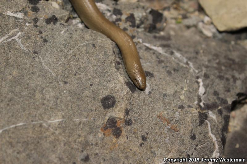 Northern Rubber Boa (Charina bottae)