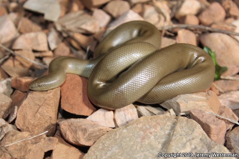 Northern Rubber Boa (Charina bottae)