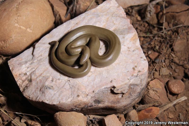 Northern Rubber Boa (Charina bottae)