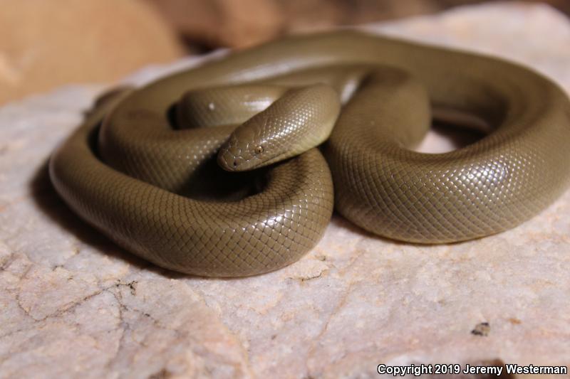 Northern Rubber Boa (Charina bottae)