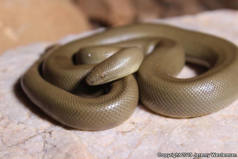 Northern Rubber Boa (Charina bottae)