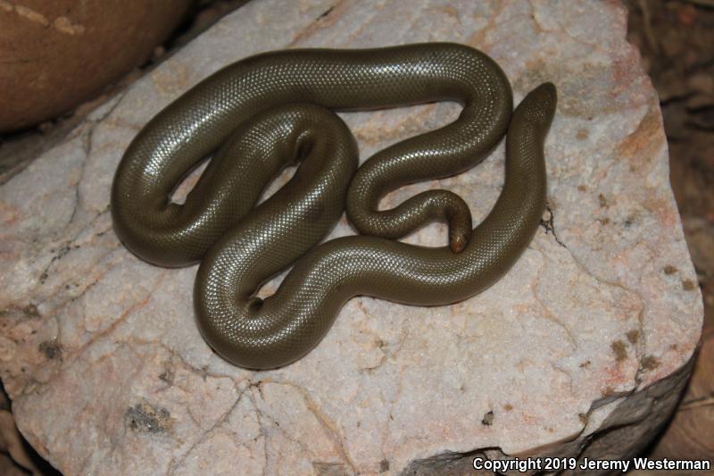 Northern Rubber Boa (Charina bottae)