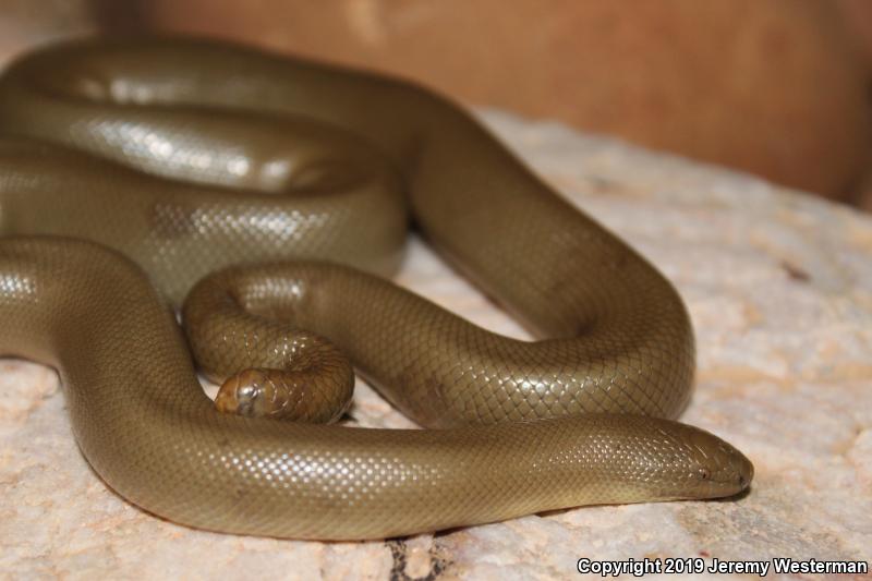 Northern Rubber Boa (Charina bottae)