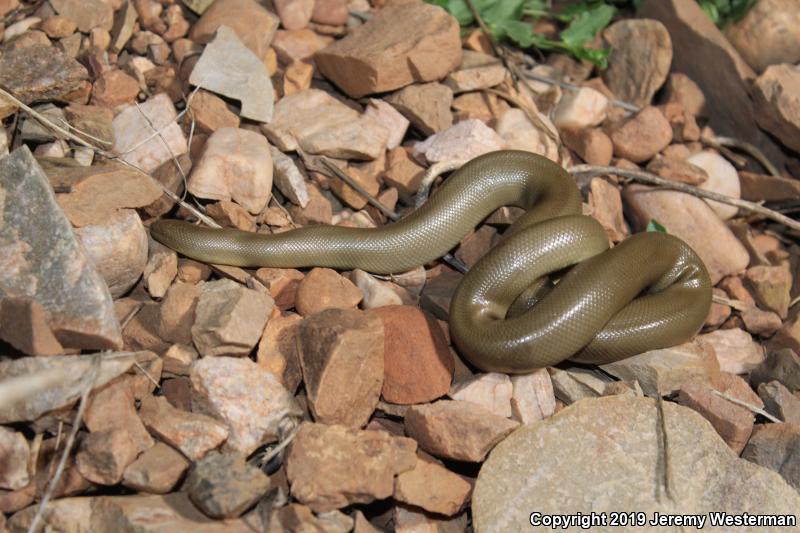 Northern Rubber Boa (Charina bottae)