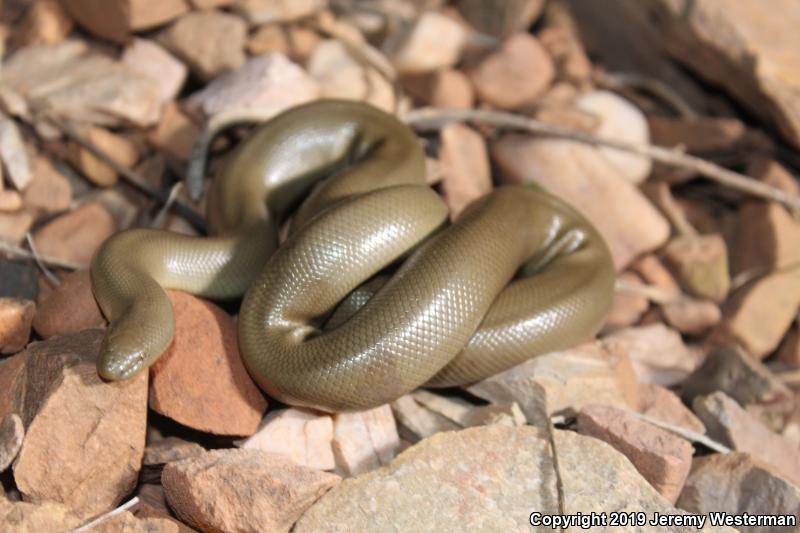 Northern Rubber Boa (Charina bottae)