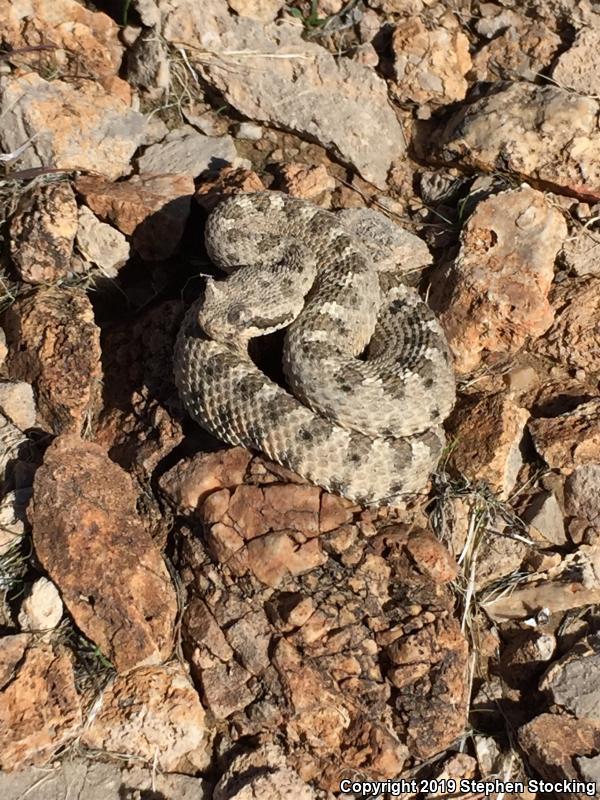 Mojave Desert Sidewinder (Crotalus cerastes cerastes)