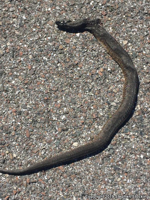 Florida Green Watersnake (Nerodia floridana)