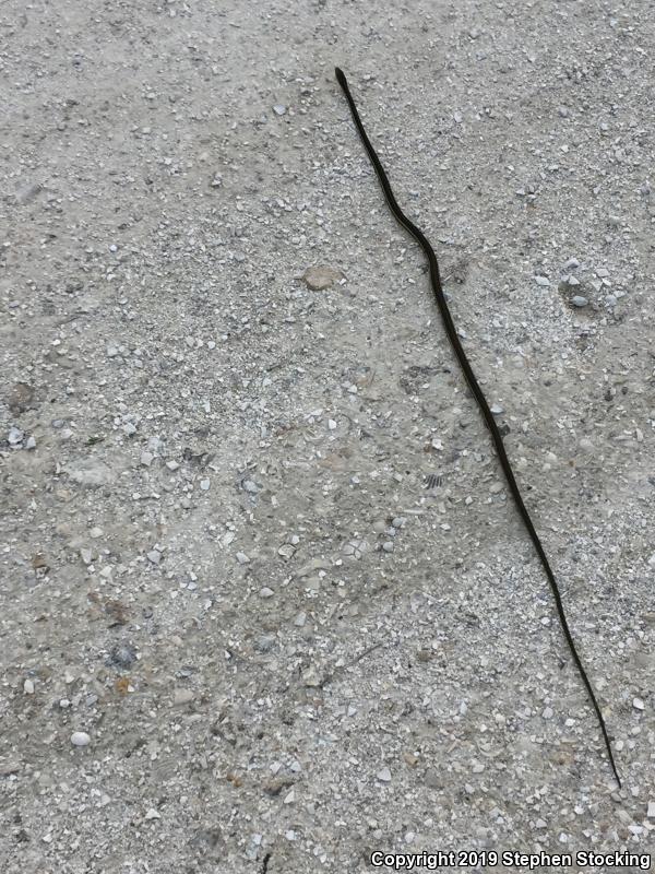 Eastern Ribbonsnake (Thamnophis sauritus sauritus)