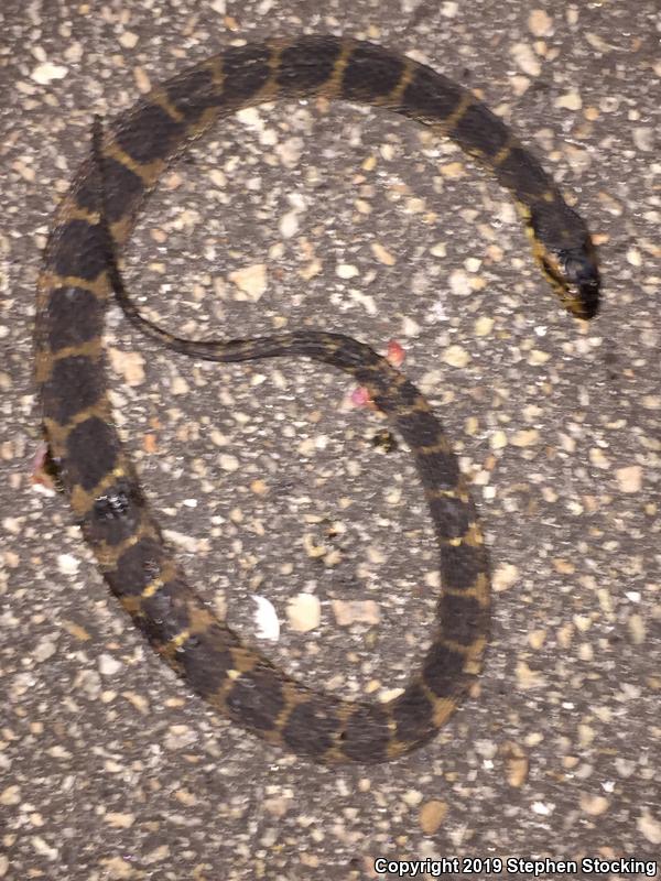 Florida Watersnake (Nerodia fasciata pictiventris)