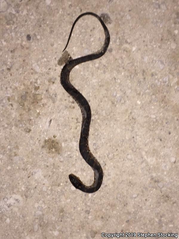 Florida Watersnake (Nerodia fasciata pictiventris)