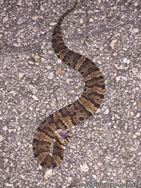 Florida Cottonmouth (Agkistrodon piscivorus conanti)