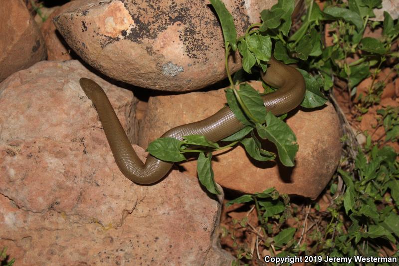 Northern Rubber Boa (Charina bottae)