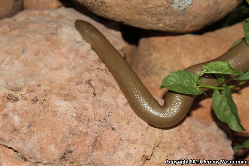 Northern Rubber Boa (Charina bottae)