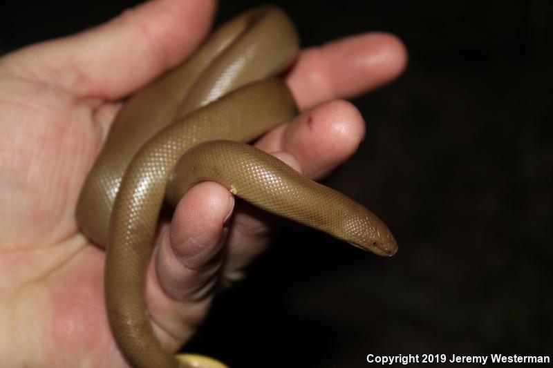 Northern Rubber Boa (Charina bottae)