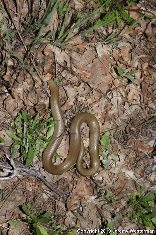 Northern Rubber Boa (Charina bottae)