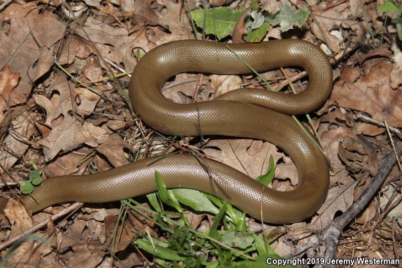 Northern Rubber Boa (Charina bottae)