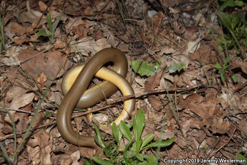 Northern Rubber Boa (Charina bottae)