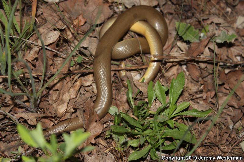 Northern Rubber Boa (Charina bottae)