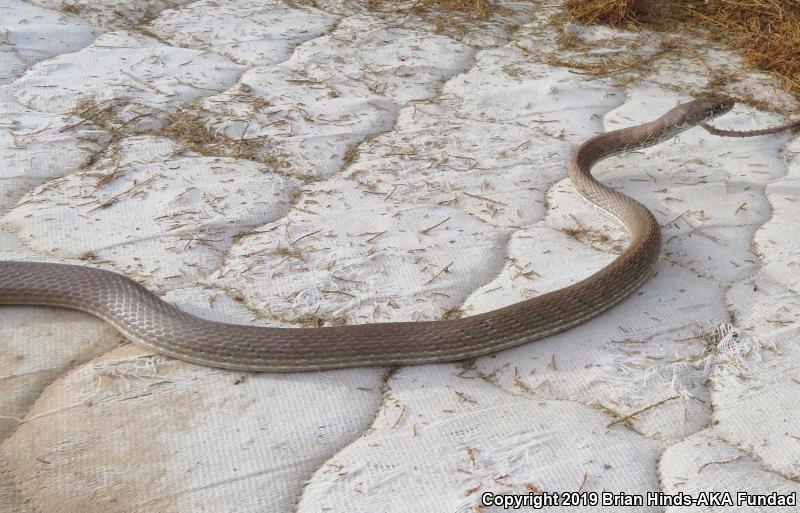 Red Racer (Coluber flagellum piceus)