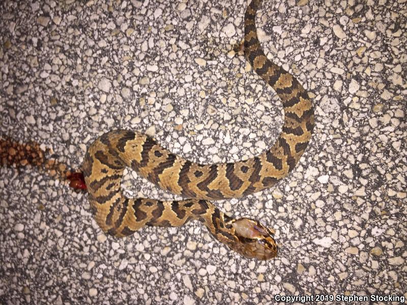 Florida Cottonmouth (Agkistrodon piscivorus conanti)