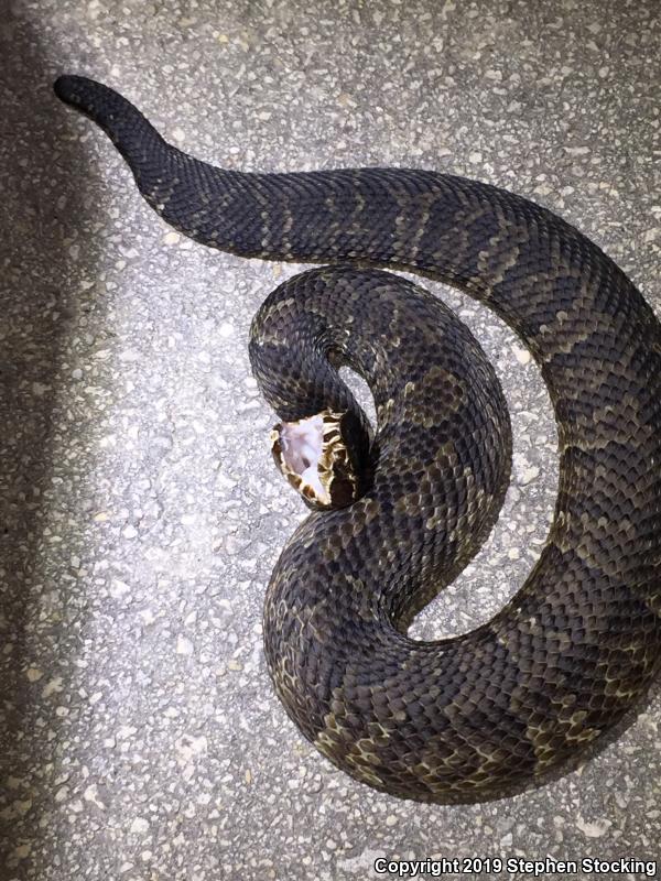 Florida Cottonmouth (Agkistrodon piscivorus conanti)