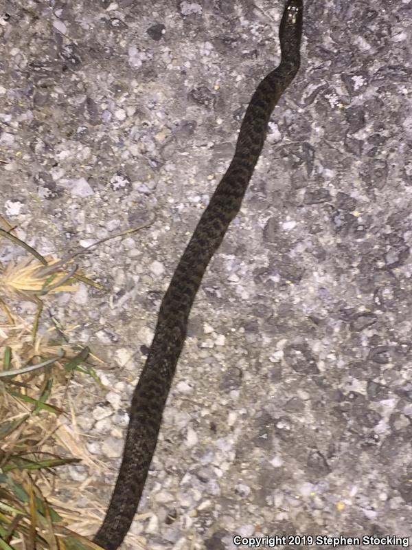 Florida Green Watersnake (Nerodia floridana)