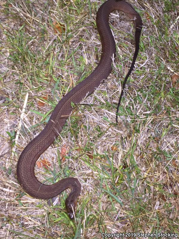 Mangrove Saltmarsh Snake (Nerodia clarkii compressicauda)