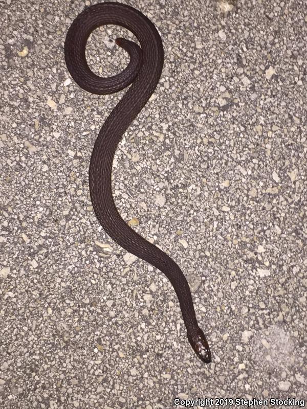 Mangrove Saltmarsh Snake (Nerodia clarkii compressicauda)