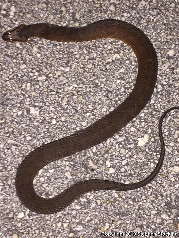 Mangrove Saltmarsh Snake (Nerodia clarkii compressicauda)