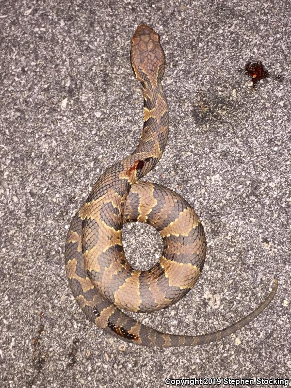 Florida Cottonmouth (Agkistrodon piscivorus conanti)