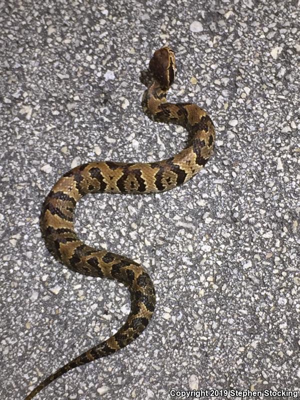 Florida Cottonmouth (Agkistrodon piscivorus conanti)