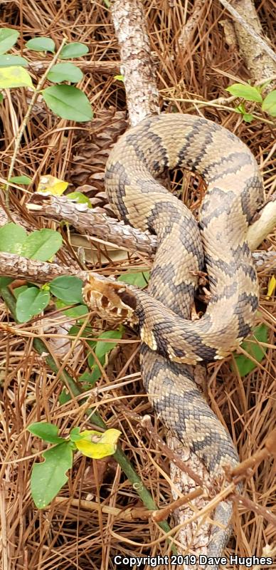 Eastern Cottonmouth (Agkistrodon piscivorus piscivorus)