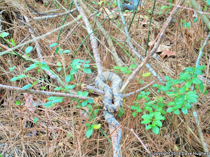 Eastern Cottonmouth (Agkistrodon piscivorus piscivorus)